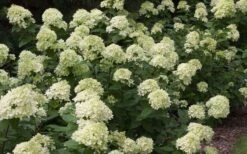 Little Lime Hydrangea - 3 Gallon Pot -Garden Sales Store Picture Hydrangea Little Lime 3 1