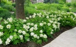 Pee Wee Dwarf Oakleaf Hydrangea - 1 Gallon Pot -Garden Sales Store Picture Hydrangea Oakleaf Pee Wee Border
