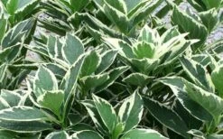 Mariesii Variegated Lacecap Hydrangea - 1 Gallon Pot 7 Mariesii Variegated Lacecap Hydrangea - 1 Gallon Pot -Garden Sales Store Picture Hydrangea Variegated Foliage