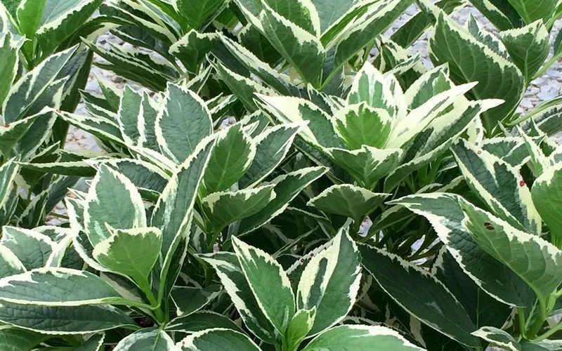 Mariesii Variegated Lacecap Hydrangea - 1 Gallon Pot 4 Mariesii Variegated Lacecap Hydrangea - 1 Gallon Pot - Image 4