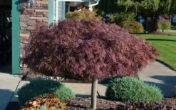 Crimson Queen Dwarf Japanese Maple - 3 Gallon Pot -Garden Sales Store Picture Japanese Maple Crimson Queen 1