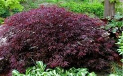 Red Dragon Dwarf Japanese Maple - 2 Gallon Pot -Garden Sales Store Picture Japanese Maple Red Dragon