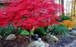 Red Dragon Dwarf Japanese Maple - 2 Gallon Pot -Garden Sales Store Picture Japanese Maple Red Dragon 4
