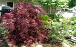 Tamukeyama Dwarf Red Japanese Maple - 5 Gallon Pot 10 Tamukeyama Dwarf Red Japanese Maple - 5 Gallon Pot -Garden Sales Store Picture Japanese Maple Tamukeyama 3