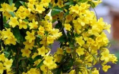 Carolina Yellow Jasmine - Jessamine (Gelsium Sempervirens) - 6 Pack Of 1 Gallon Pots -Garden Sales Store Picture Jasmine Carolina 6