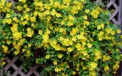 Carolina Yellow Jasmine - Jessamine (Gelsium Sempervirens) - 6 Pack Of 1 Gallon Pots -Garden Sales Store Picture Jasmine Carolina 7