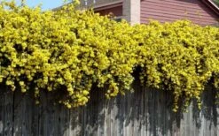 Carolina Yellow Jasmine - Jessamine (Gelsium Sempervirens) - 6 Pack Of 1 Gallon Pots -Garden Sales Store Picture Jasmine Carolina On Fence