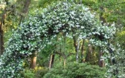 Star Jasmine Vine (Trachelospermum Jasminoides) - 3 Gallon Pot -Garden Sales Store Picture Jasmine Confederate On Arch 1