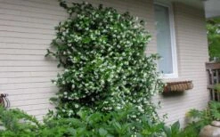 Star Jasmine Vine (Trachelospermum Jasminoides) - 3 Gallon Pot -Garden Sales Store Picture Jasmine Confederate On Trellis 1