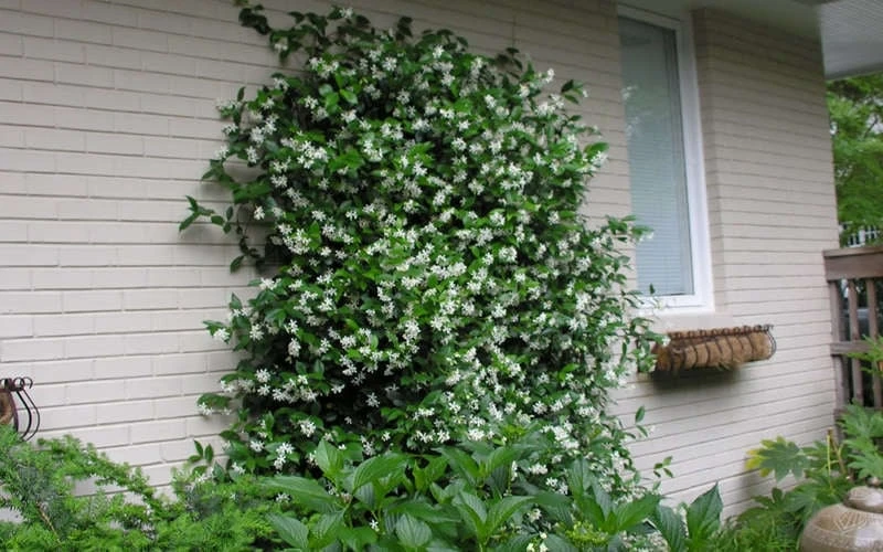 Confederate Jasmine Vine (Trachelospermum Jasminoides) - 1 Gallon Pot 8 Confederate Jasmine Vine (Trachelospermum Jasminoides) - 1 Gallon Pot - Image 8