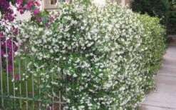 Star Jasmine Vine (Trachelospermum Jasminoides) - 3 Gallon Pot -Garden Sales Store Picture Jasmine Confederate Vine 1 1