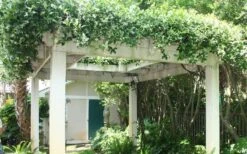 Confederate Jasmine Vine (Trachelospermum Jasminoides) - 1 Gallon Pot 19 Confederate Jasmine Vine (Trachelospermum Jasminoides) - 1 Gallon Pot -Garden Sales Store Picture Jasmine Confederate Vine 2