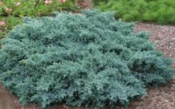 Blue Star Juniper - 3 Gallon Pot 8 Blue Star Juniper - 3 Gallon Pot -Garden Sales Store Picture Juniper Blue Star