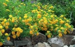 New Gold Hardy Lantana - 6 Pack Of 1 Gallon Pots 11 New Gold Hardy Lantana - 6 Pack Of 1 Gallon Pots -Garden Sales Store Picture Lantana Trailing New Gold 2
