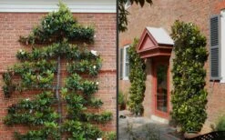 Kay Parris Southern Magnolia - 3 Gallon Pot -Garden Sales Store Picture Magnolia Little Gem Espalier 2