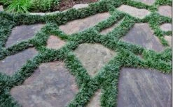 Dwarf Mondo Grass - 36 Pack Of 3.5" Pint Pots -Garden Sales Store Picture Mondo Grass Dwarf 6