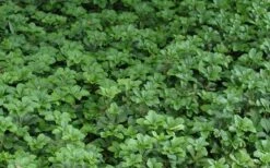 Pachysandra - Japanese Spurge - 18 Count Flat Of Pint Pots -Garden Sales Store Picture Pachysandra 2