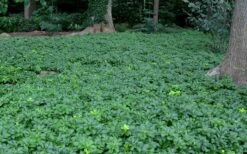 Pachysandra - Japanese Spurge - 18 Count Flat Of Pint Pots -Garden Sales Store Picture Pachysandra 3