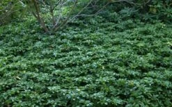 Pachysandra - Japanese Spurge - 18 Count Flat Of Pint Pots -Garden Sales Store Picture Pachysandra 4