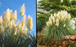 White Pampas Grass - 3 Gallon Pot -Garden Sales Store Picture Pampas Grass White 2