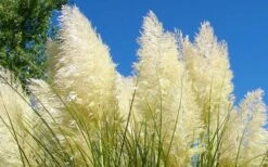 White Pampas Grass - 3 Gallon Pot -Garden Sales Store Picture Pampas Grass White 4