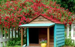 Red Cascade Miniature Climbing Rose - 6 Pack Of 1 Gallon Pots -Garden Sales Store Picture Rose Red Cascade 1