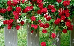 Red Cascade Miniature Climbing Rose - 6 Pack Of 1 Gallon Pots -Garden Sales Store Picture Rose Red Cascade 11