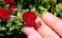 Red Cascade Miniature Climbing Rose - 6 Pack Of 1 Gallon Pots -Garden Sales Store Picture Rose Red Cascade 5