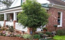 Fragrant White Tea Olive - 1 Gallon Pot -Garden Sales Store Picture Tea Olive Tree