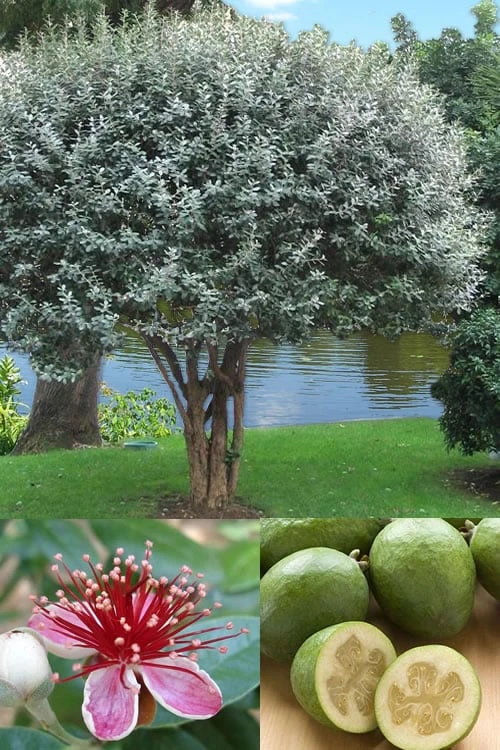 Pineapple Guava -Feijoa Sellowiana - 7 Gallon Pot 1 Pineapple Guava -Feijoa Sellowiana - 7 Gallon Pot