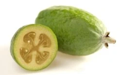 Pineapple Guava -Feijoa Sellowiana - 7 Gallon Pot 17 Pineapple Guava -Feijoa Sellowiana - 7 Gallon Pot -Garden Sales Store Pineapple Guava Fruit