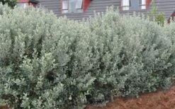 Pineapple Guava -Feijoa Sellowiana - 7 Gallon Pot 15 Pineapple Guava -Feijoa Sellowiana - 7 Gallon Pot -Garden Sales Store Pineapple Guava Hedge