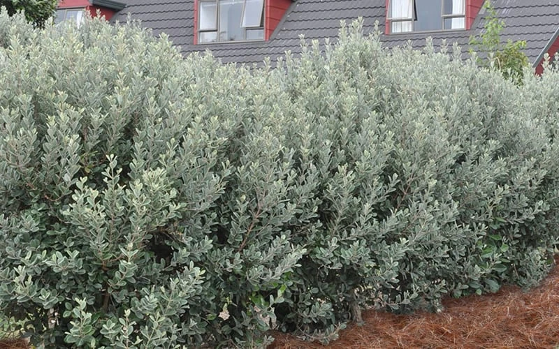 Pineapple Guava -Feijoa Sellowiana - 7 Gallon Pot 7 Pineapple Guava -Feijoa Sellowiana - 7 Gallon Pot - Image 7