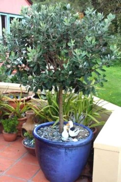 Pineapple Guava - Feijoa Sellowiana - 3 Gallon Pot 14 Pineapple Guava - Feijoa Sellowiana - 3 Gallon Pot -Garden Sales Store Pineapple Guava In Pot 500x750 2