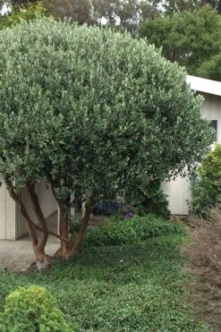 Pineapple Guava - Feijoa Sellowiana - 3 Gallon Pot 13 Pineapple Guava - Feijoa Sellowiana - 3 Gallon Pot -Garden Sales Store Pineapple Guava Tree 21 1