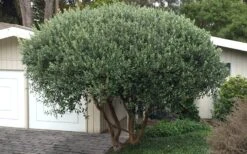 Pineapple Guava -Feijoa Sellowiana - 7 Gallon Pot 16 Pineapple Guava -Feijoa Sellowiana - 7 Gallon Pot -Garden Sales Store Pineapple Guava Tree 22