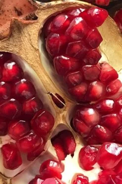 Salavatski Cold Hardy Russian Pomegranate - 3 Gallon Pot 9 Salavatski Cold Hardy Russian Pomegranate - 3 Gallon Pot -Garden Sales Store Pomegranate Salavatski 2