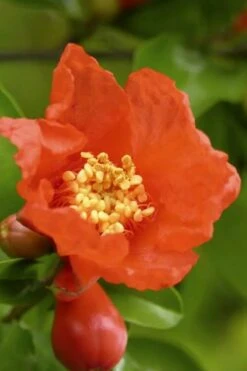 Austin Pomegranate - 3 Gallon Pot -Garden Sales Store Pomegranate Salavatski 3 1