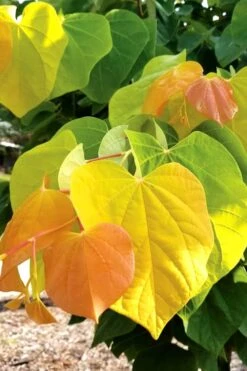 The Rising Sun Redbud Tree - 5 Gallon Pot