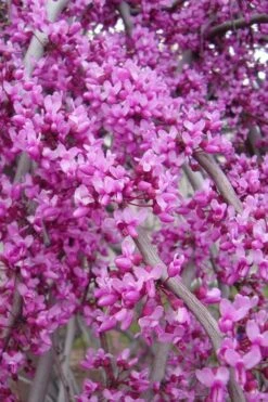 Golden Falls Weeping Redbud Tree - 5 Gallon Pot (4-5') -Garden Sales Store Redbud lavender twist Weeping 1