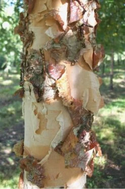 River Birch Tree (Betula Nigra) - 3 Pack Of 1.5 Quart Pots -Garden Sales Store River Birch 12