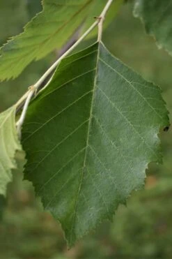 River Birch Tree (Betula Nigra) - 3 Pack Of 1.5 Quart Pots -Garden Sales Store River Birch 13