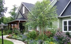 River Birch Tree (Betula Nigra) - 3 Pack Of 1.5 Quart Pots -Garden Sales Store River Birch Tree B