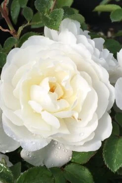 Cloud 10 Climbing Rose - 3 Gallon Pot -Garden Sales Store Rose Cloud 10 1