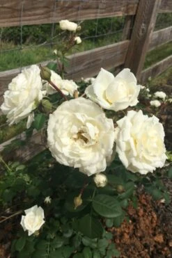 Cloud 10 Climbing Rose - 3 Gallon Pot -Garden Sales Store Rose Cloud 10 11