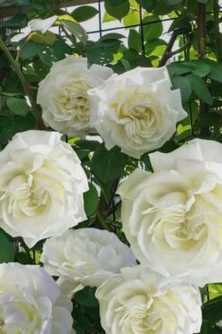 Cloud 10 Climbing Rose - 3 Gallon Pot