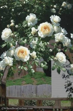Cloud 10 Climbing Rose - 3 Gallon Pot -Garden Sales Store Rose Cloud 10 4