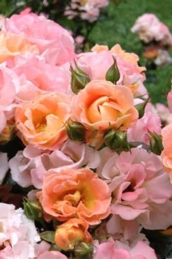 Peach Drift Groundcover Rose - 2 Gallon Pot 9 Peach Drift Groundcover Rose - 2 Gallon Pot -Garden Sales Store Rose Drift Peach 22