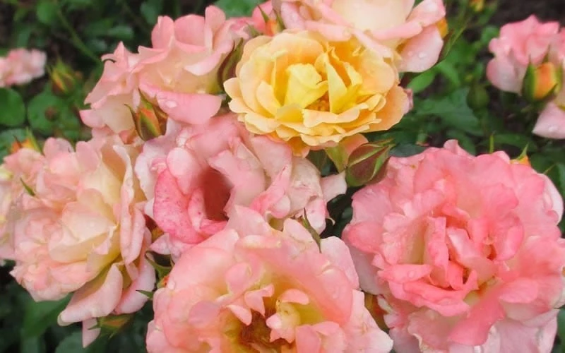 Peach Drift Groundcover Rose - 2 Gallon Pot 4 Peach Drift Groundcover Rose - 2 Gallon Pot - Image 4