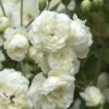 Lady Banks White Rose - 5 Gallon Pot